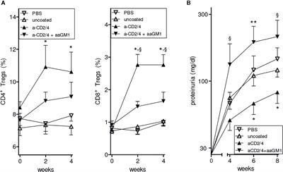 Anti-CD2 Antibody-Coated Nanoparticles Containing IL-2 Induce NK Cells That Protect Lupus Mice via a TGF-β-Dependent Mechanism